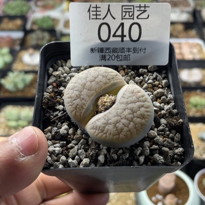 佳人园艺 老周上福利啦曲玉040