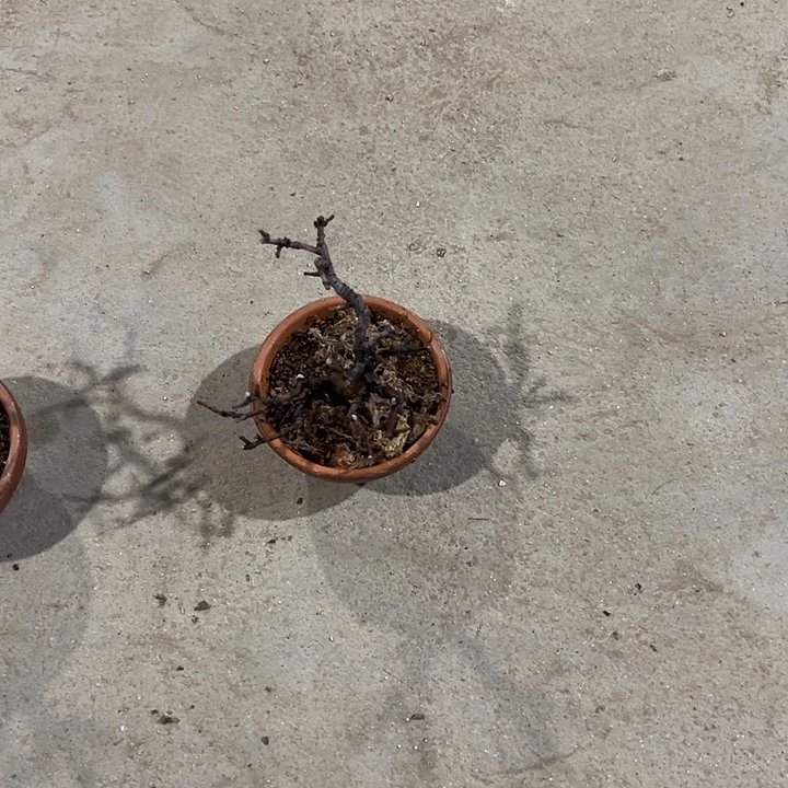 用***2无花朵花梨木瓜盆栽