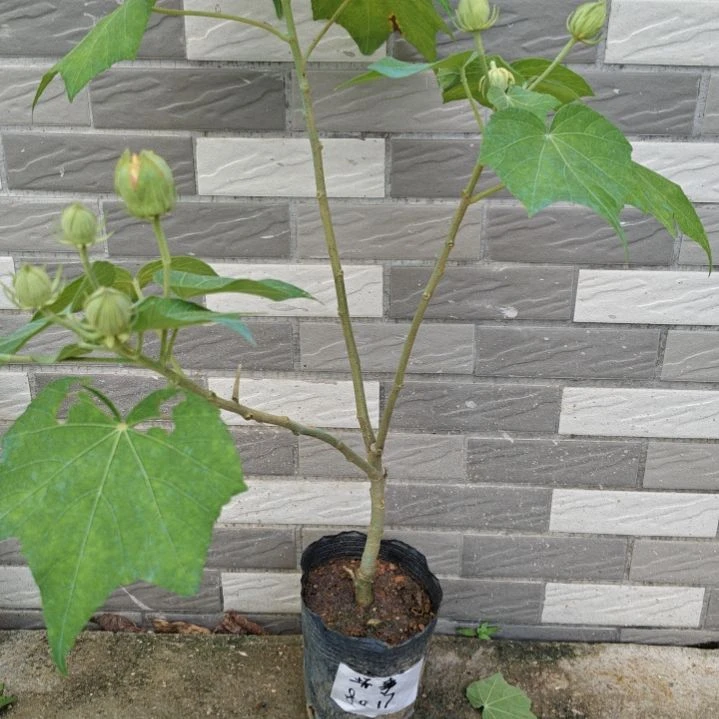 完全开放芙蓉花带花苞发货