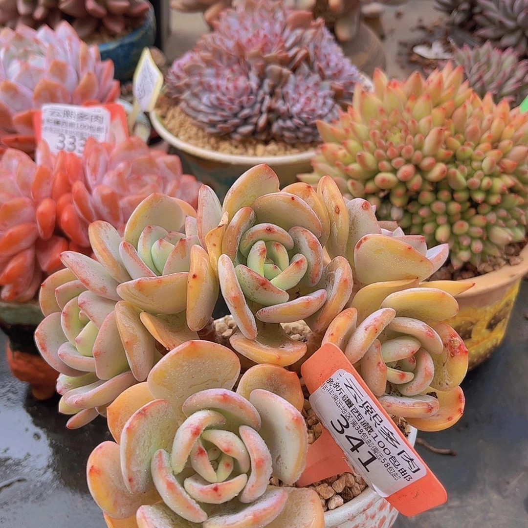 341白月光多肉植物