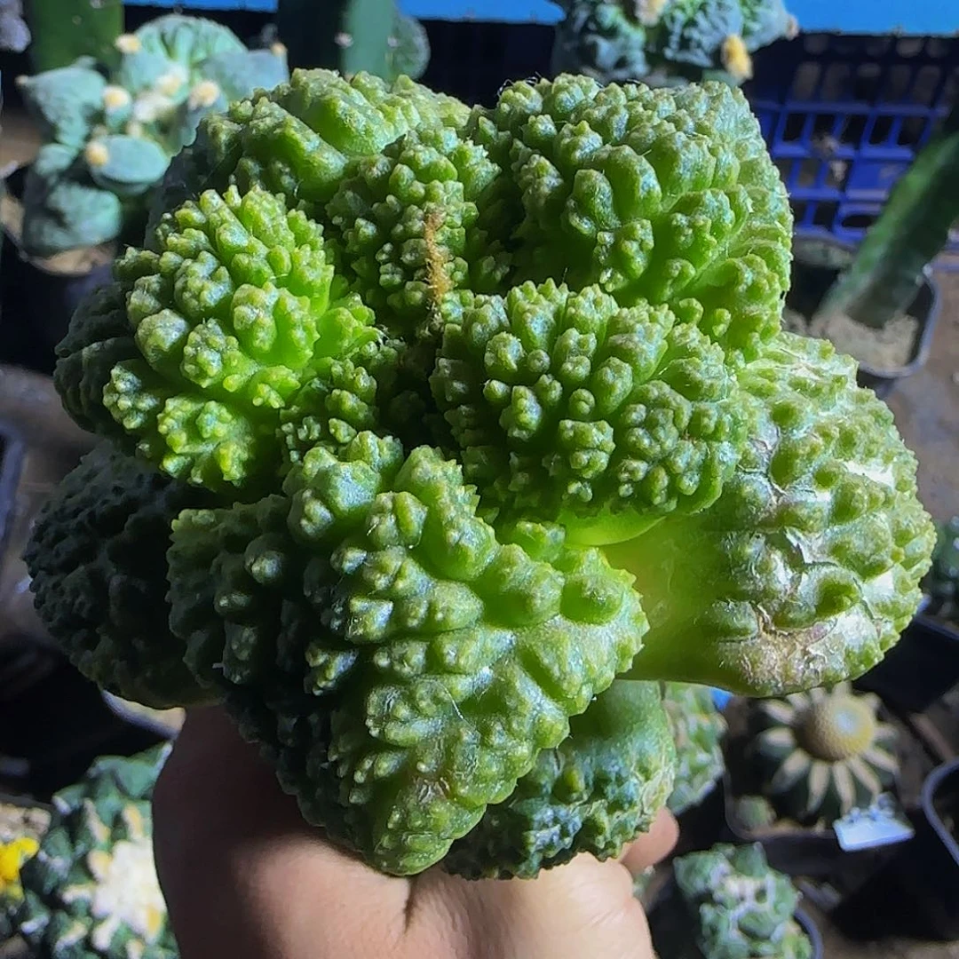 哥斯拉锦345仙人球开花