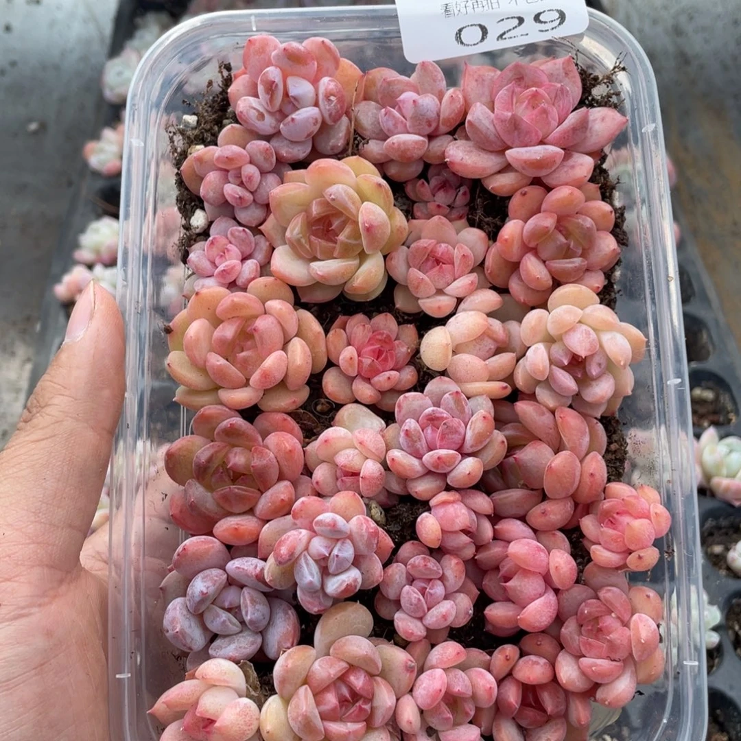 云糖心多肉植物29