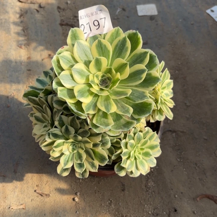 迈巴赫多肉2197法师