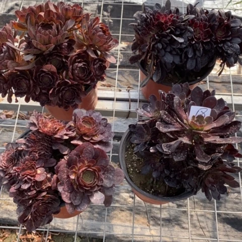 多肉植物组合拼盘18