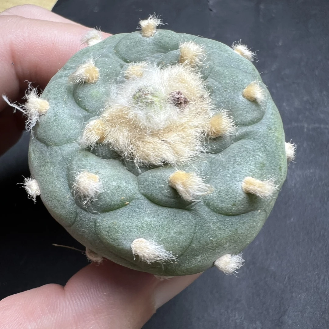 大萝卜海鲜实生仙人球组合盆栽室内阳台好养防辐射绿植花卉