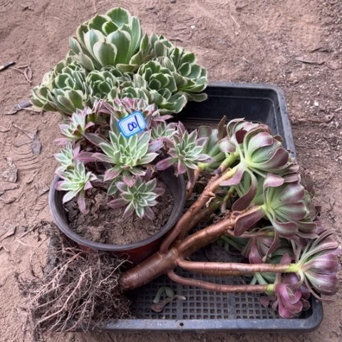 001多肉植物组合，