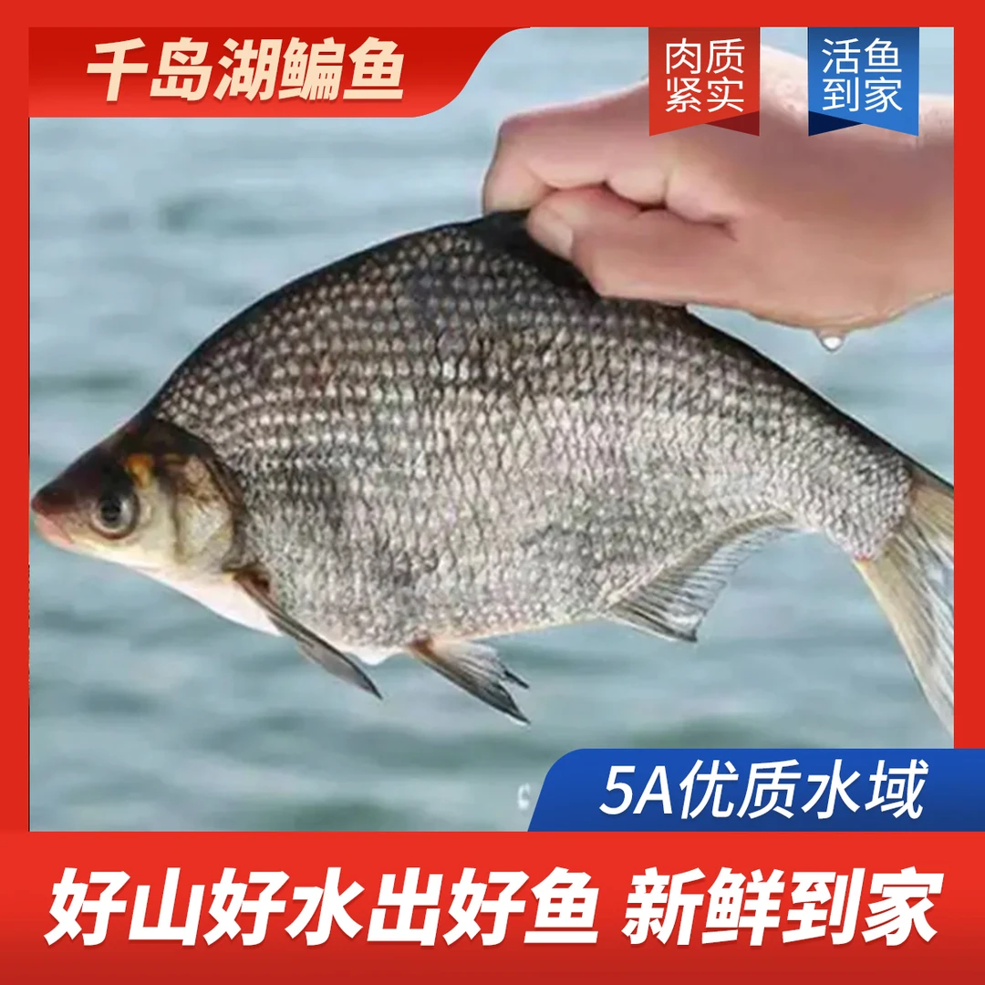 千岛湖【鳊鱼】1-2斤现杀冰鲜肉质细嫩鲜美适合清蒸红烧干烧煎炸炖汤炸鱼海鲜