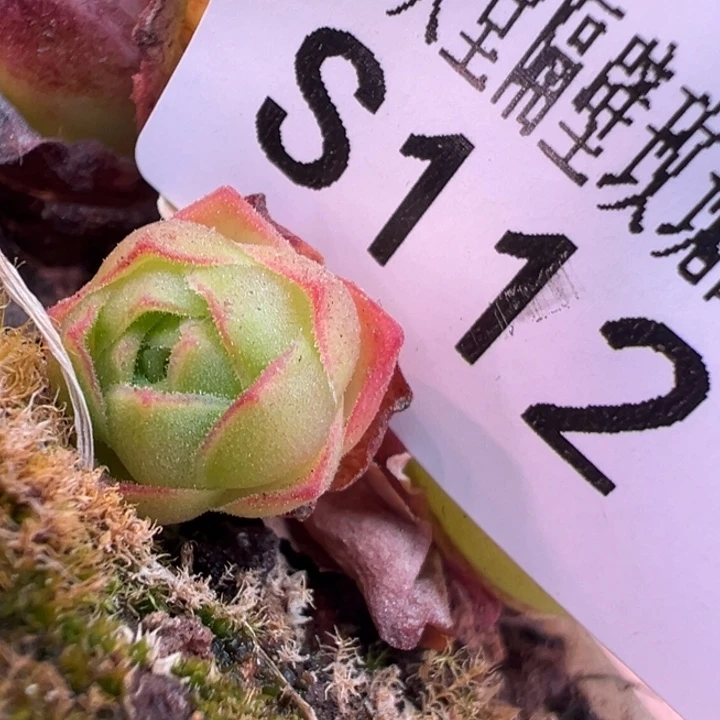 三碗112 亢金龙小侧芽