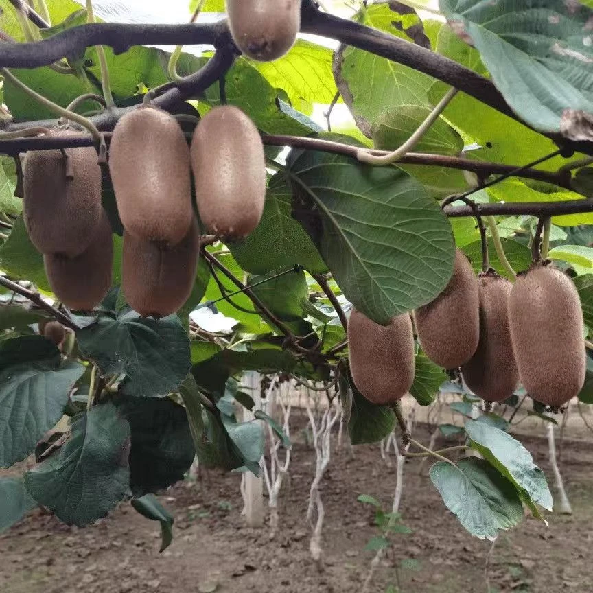 绿心猕猴桃30枚当季新鲜水果奇异果孕妇水果整箱批发