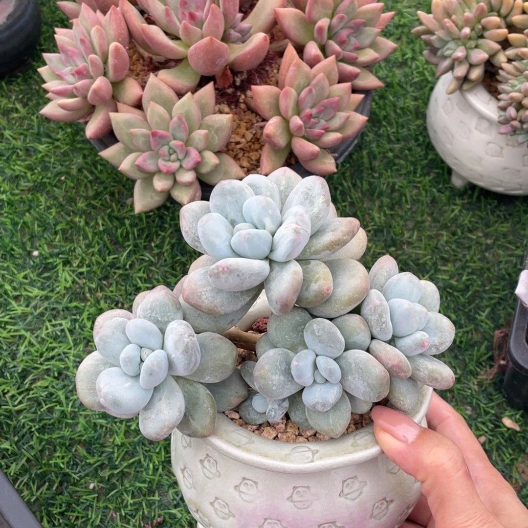 香水石化冠幅15 公分一物一拍