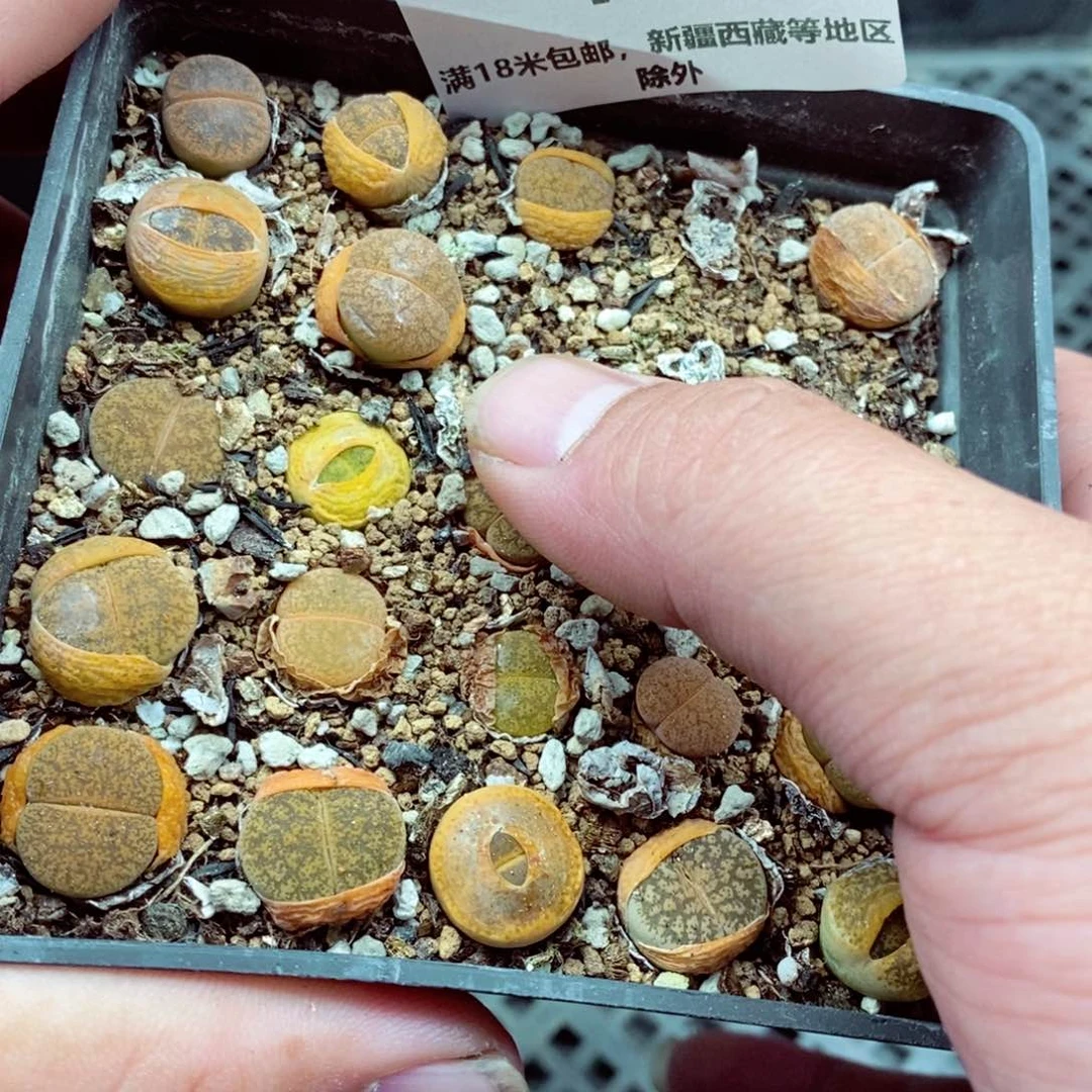 我的小姐姐们都是403