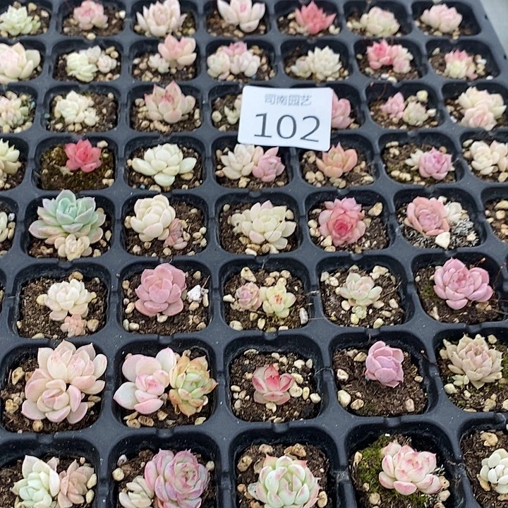 102 多肉植物盆栽花卉