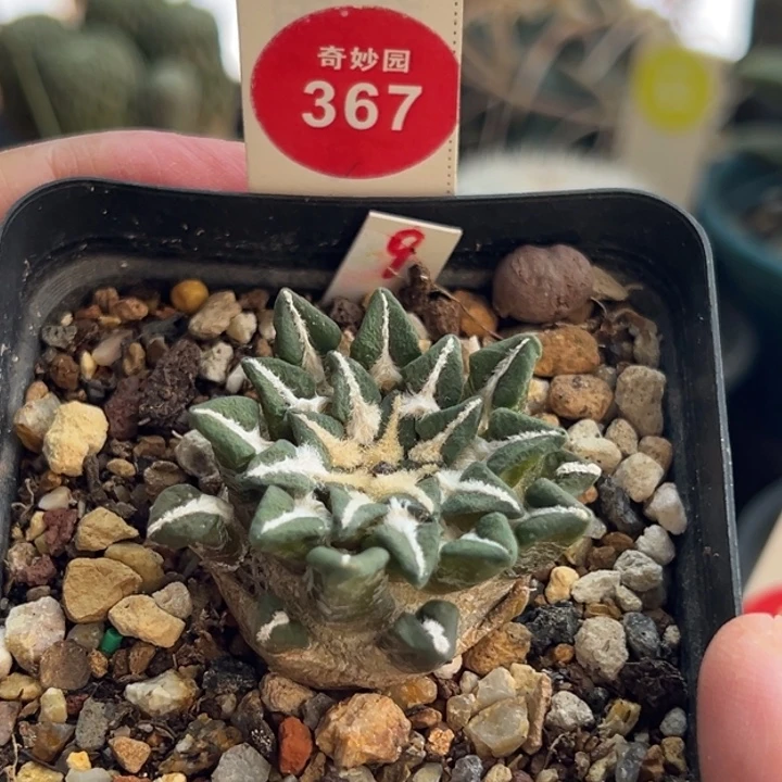 自根小萝卜根黑牡丹4cm