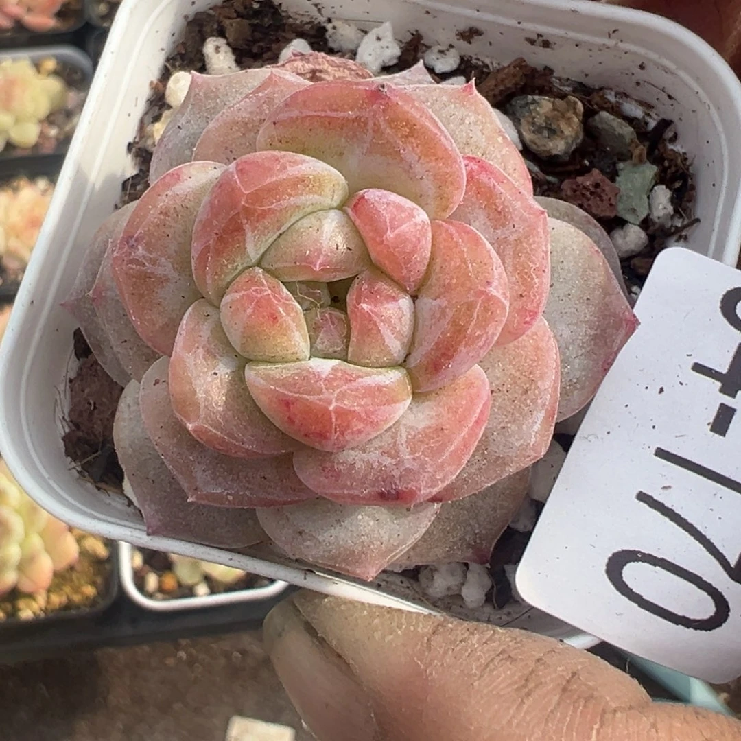 小卡拉米糖心一物一拍