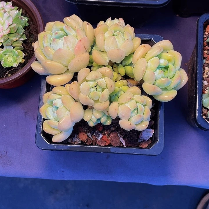 山***兔寄养多肉植物望舒