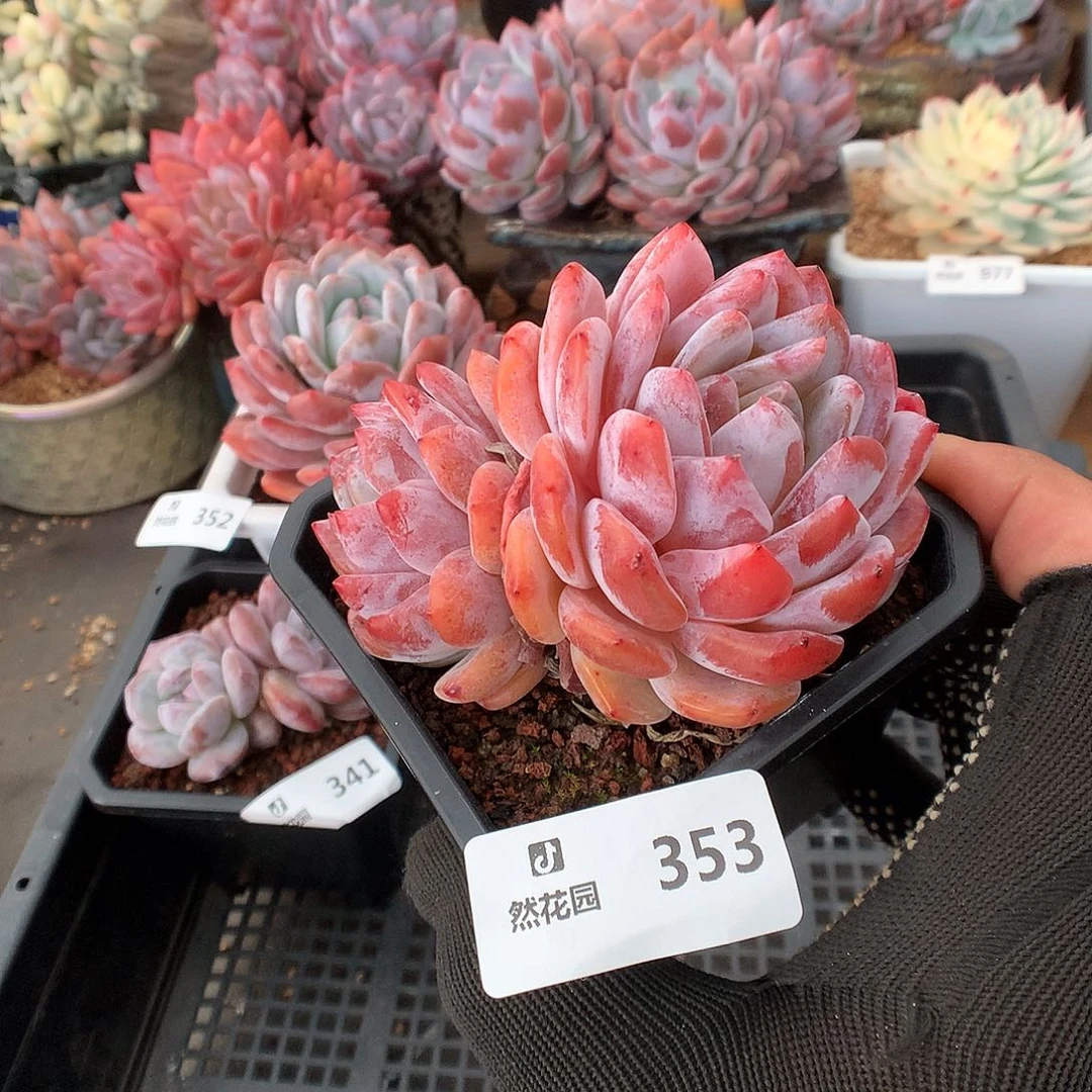 353梦露多肉植物666