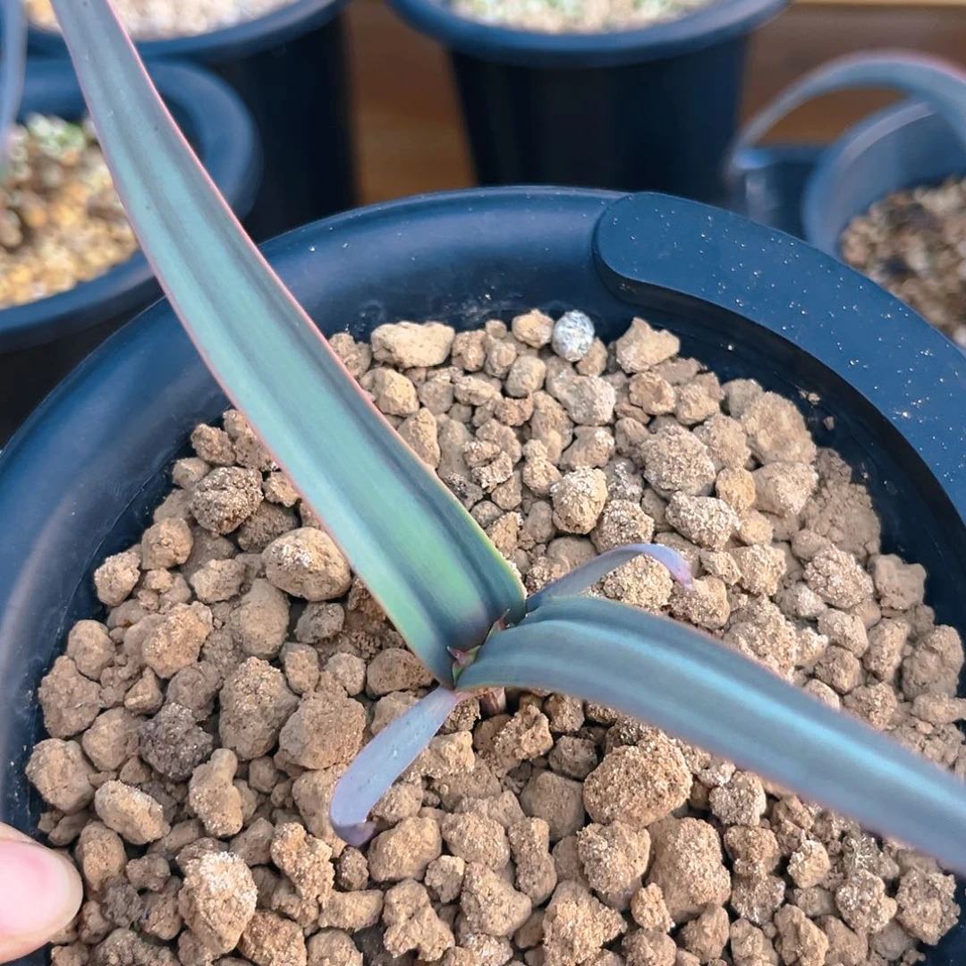 百岁兰75折福利，潮流