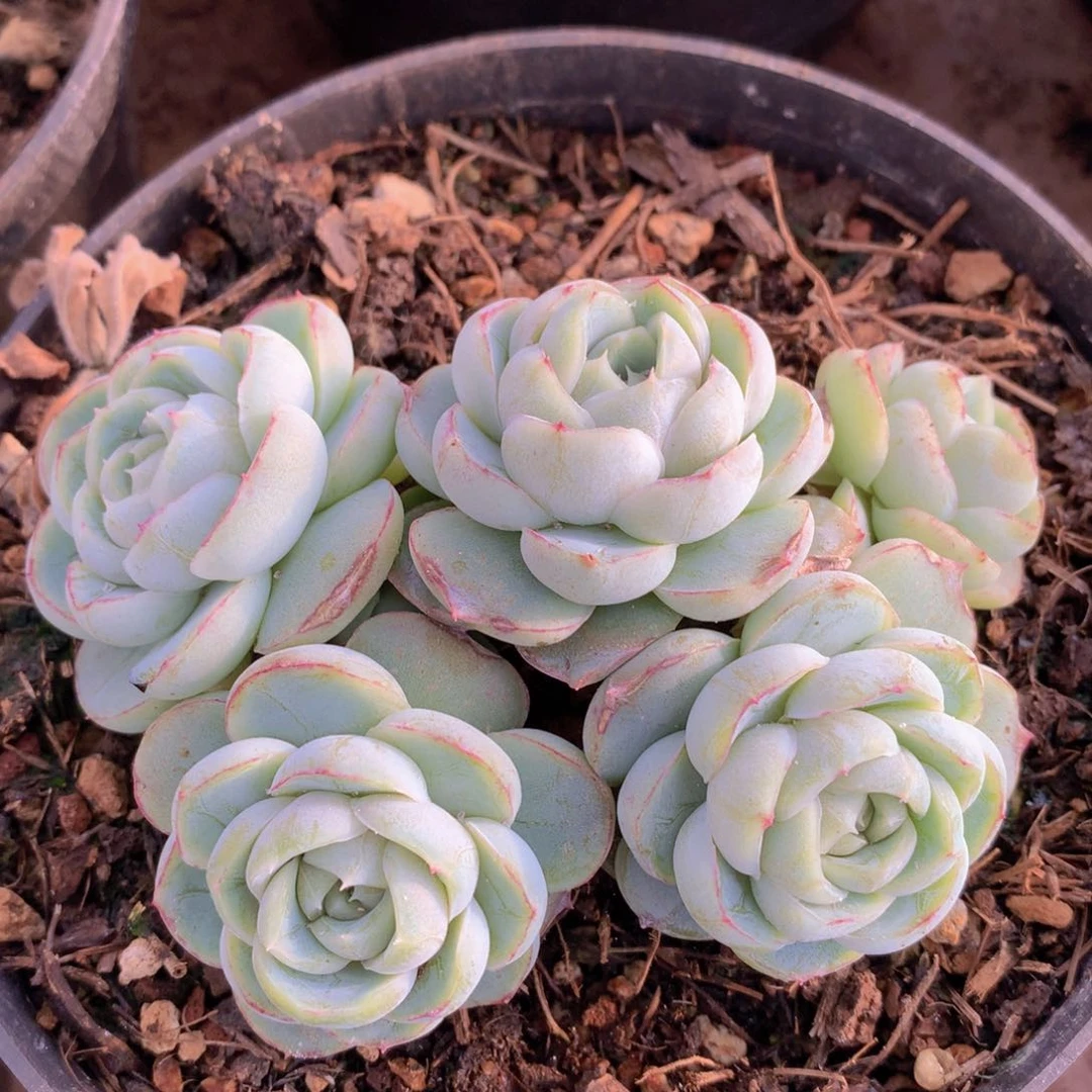 胖虎珍妮11 公分一物一拍