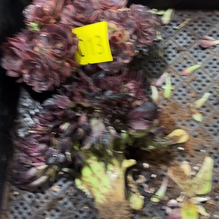 多肉植物福利 013