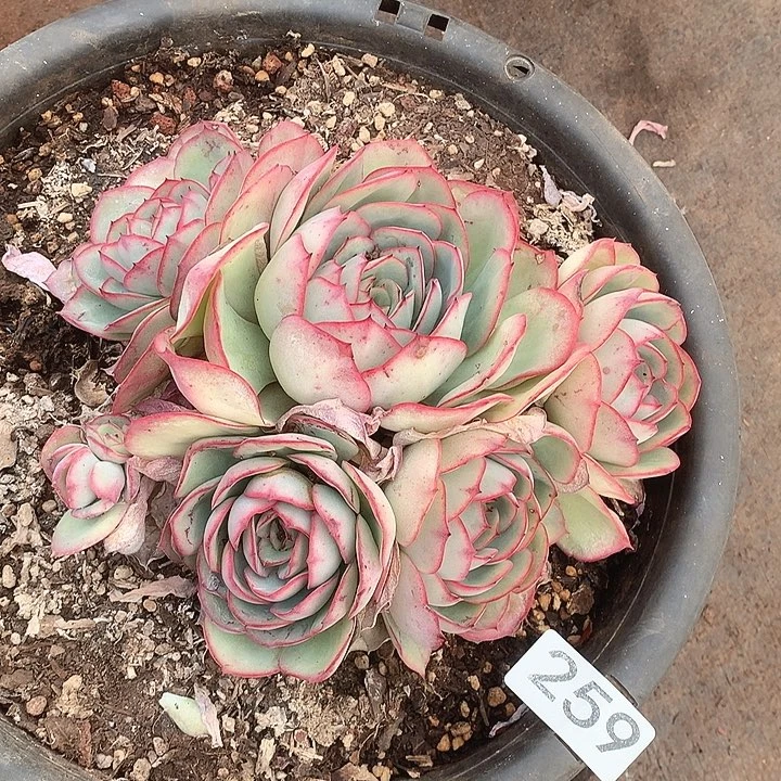 259牡丹亭一物一拍多肉