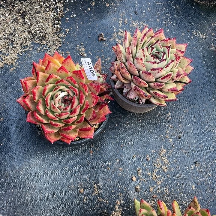 若如东云组拍A406