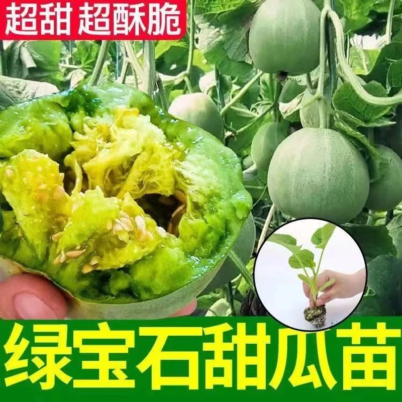 高产甜宝种苗甜瓜种子蔬果种子带土发货秧苗绿宝石四季冰糖子