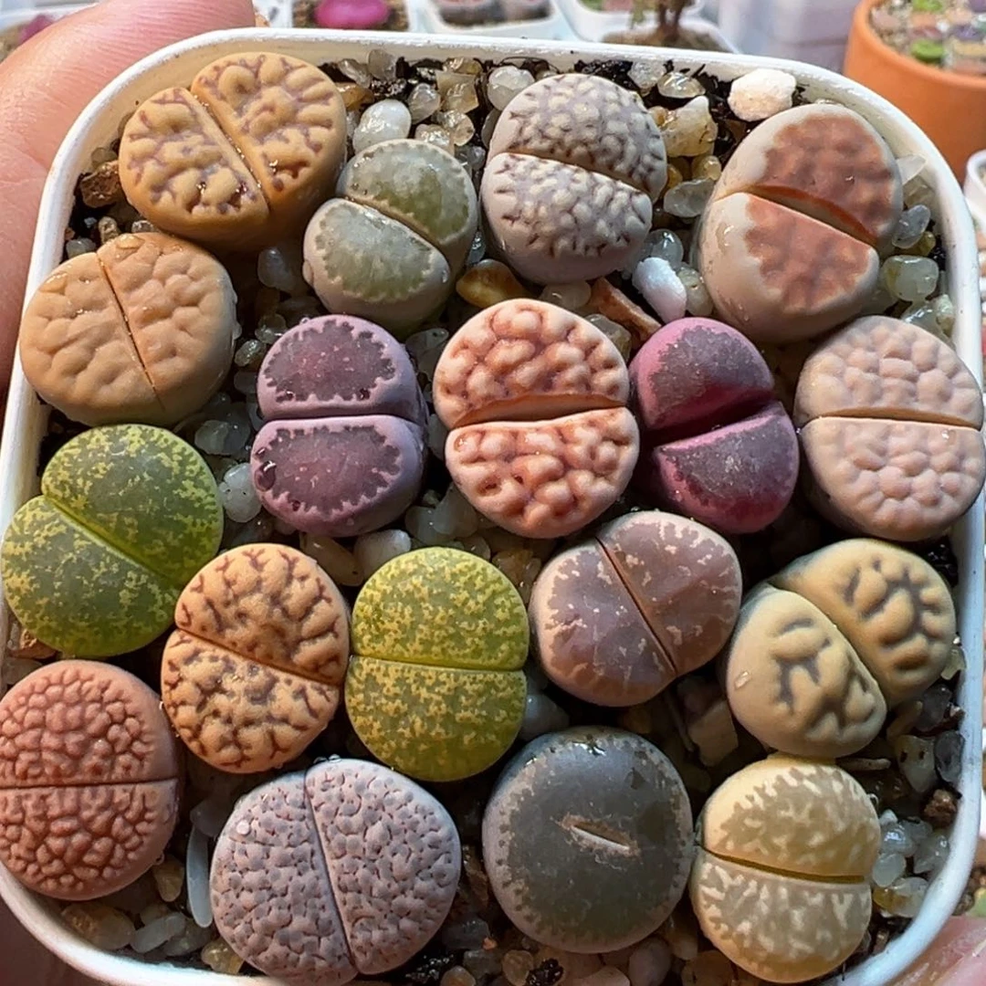 编号母本组合多肉植物
