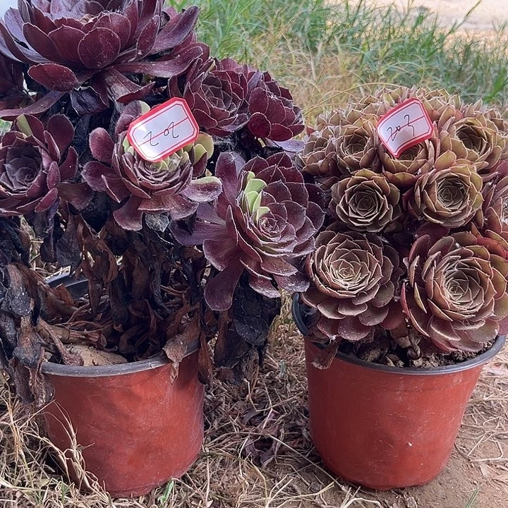 黑寡妇黑魔多肉植物20203