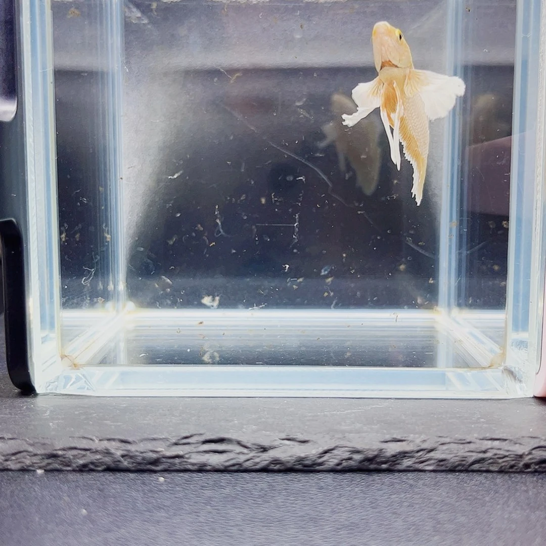 海水鱼宙斯斗鱼竞拍09-22