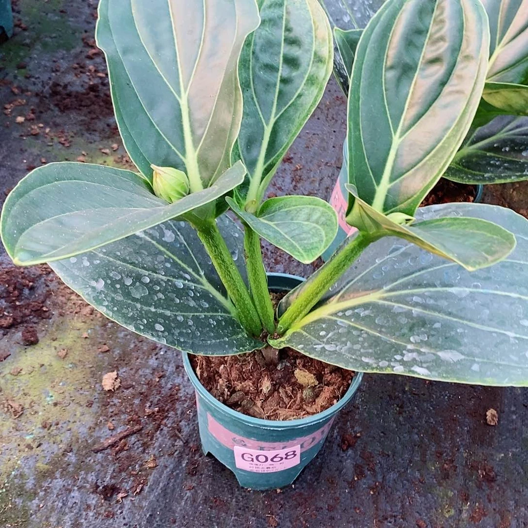 无花朵蛐*儿木本花卉068