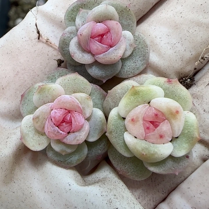 冷***叶30 号王者系列多肉一盒