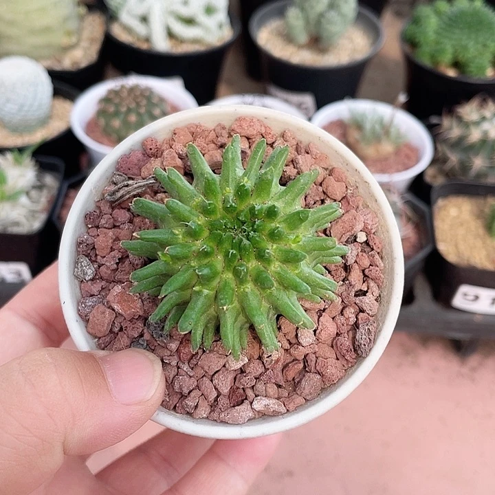 856实生海胆大戟仙人球