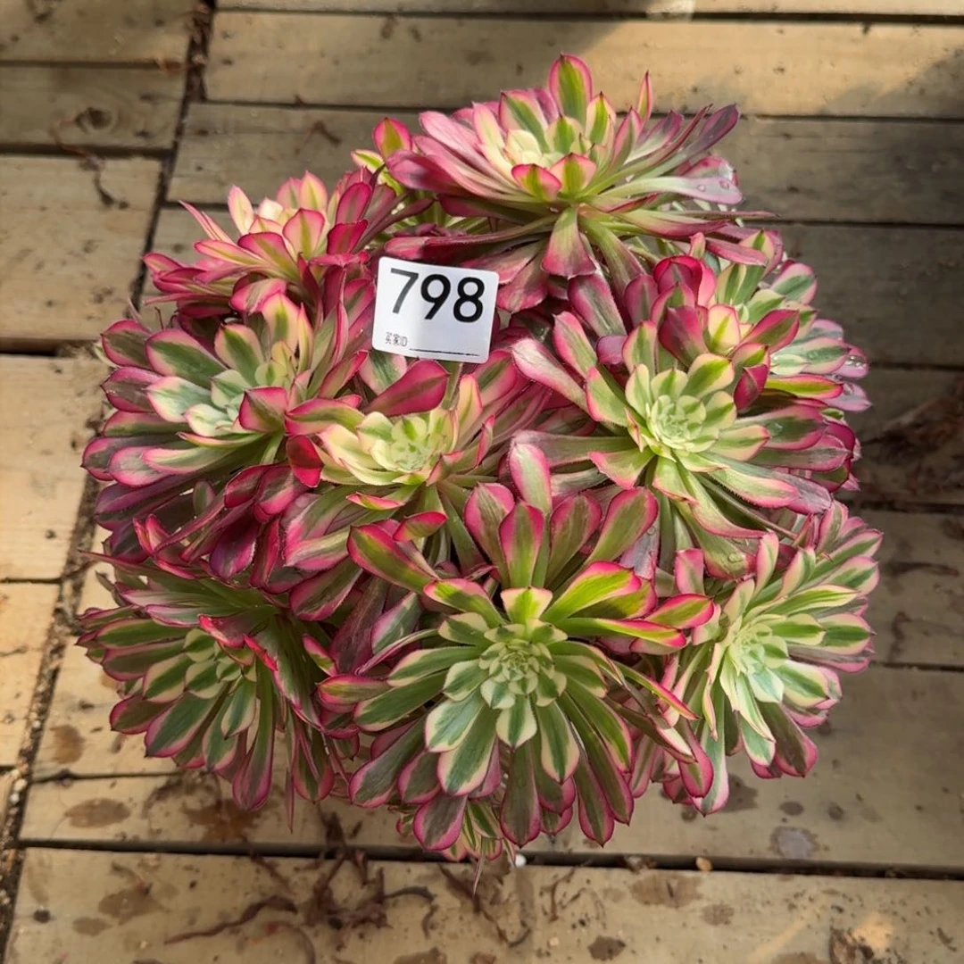 【闪购商品】798多肉