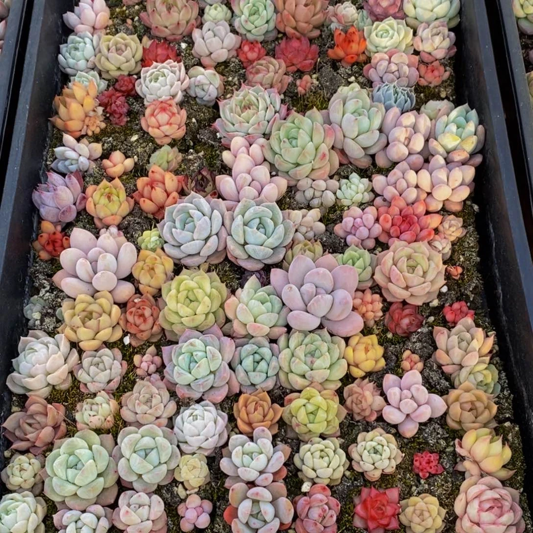 395多肉植物保护研究所