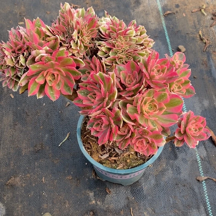 粉女巫缀6多肉植物法师法师