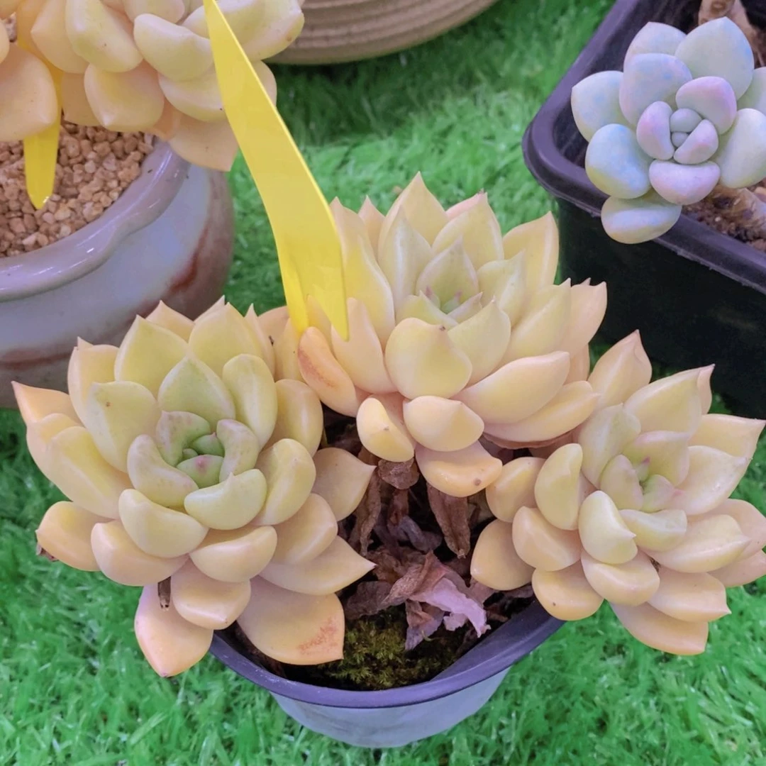 苍****暴多肉植物，开心多肉