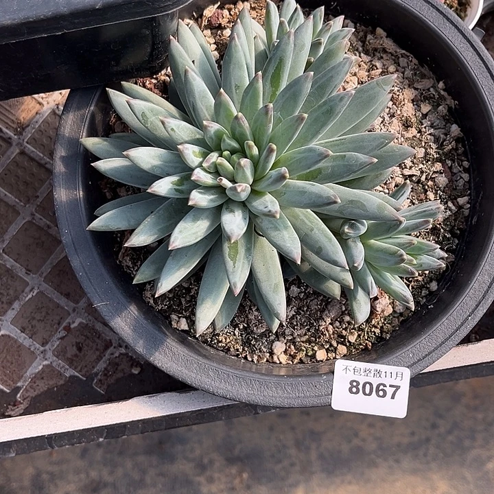 阿雅园艺。      8067