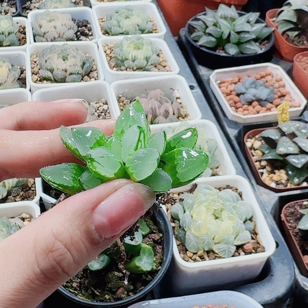 曾***往十二卷 圣诞蜡烛 裸根福利