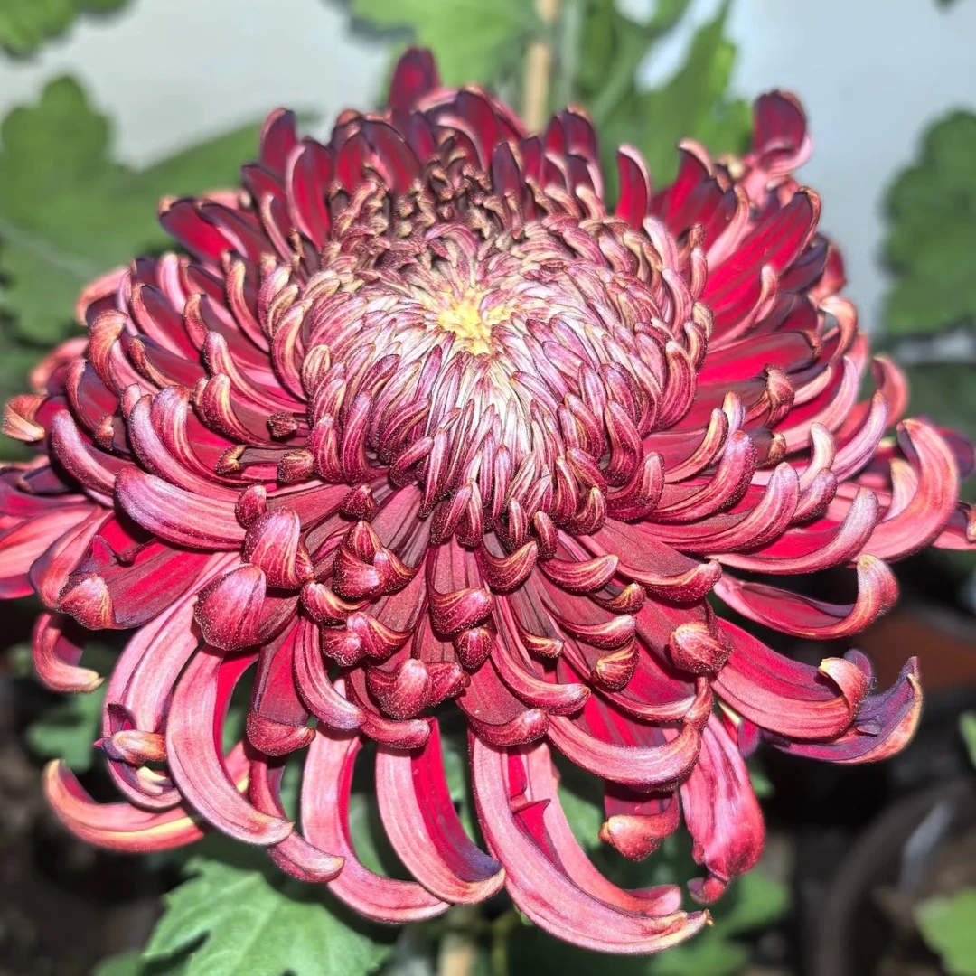 【百宝箱】稀有品种菊花盆栽菊苗耐寒植物开花大菊花带花苞好养