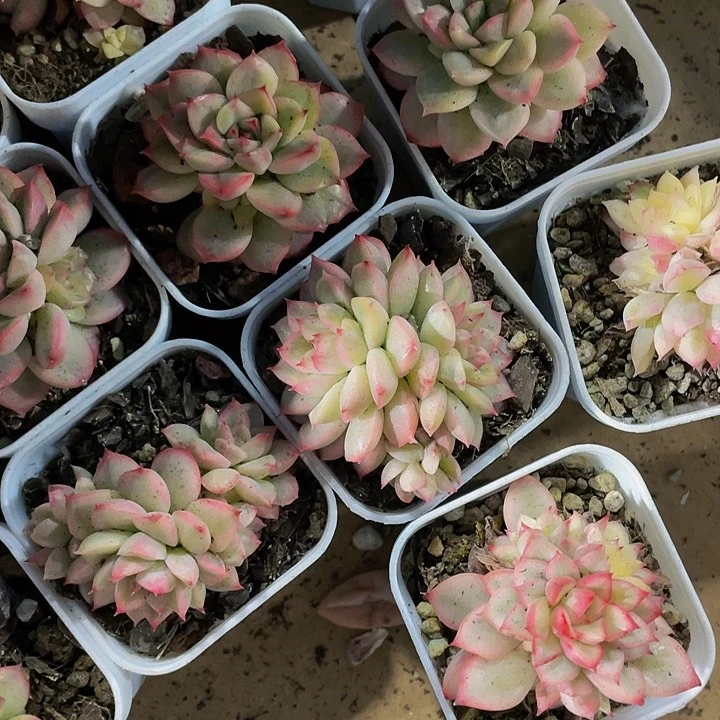 女雏锦1.8带盆土发