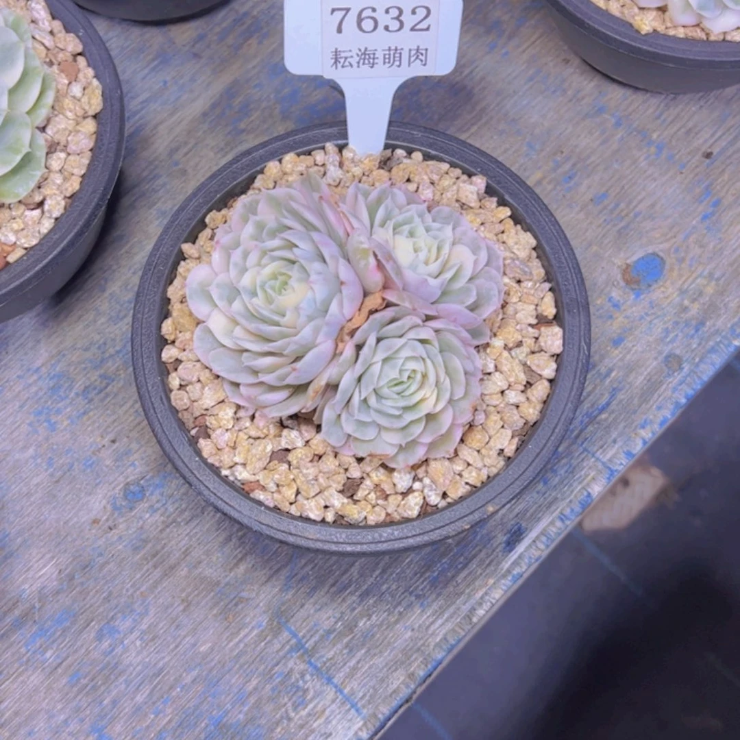 乐***歌昂斯诺锦7632多肉植物