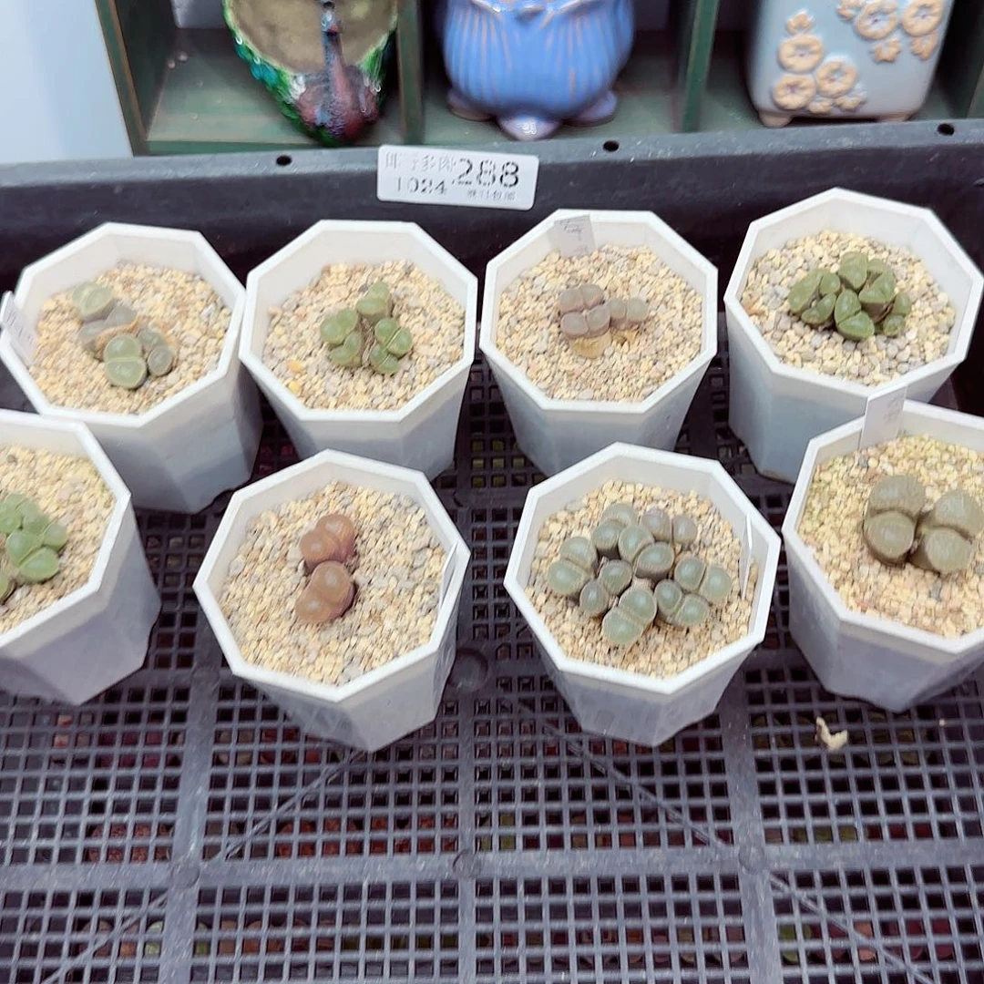 D***肉满满18包邮1024-288