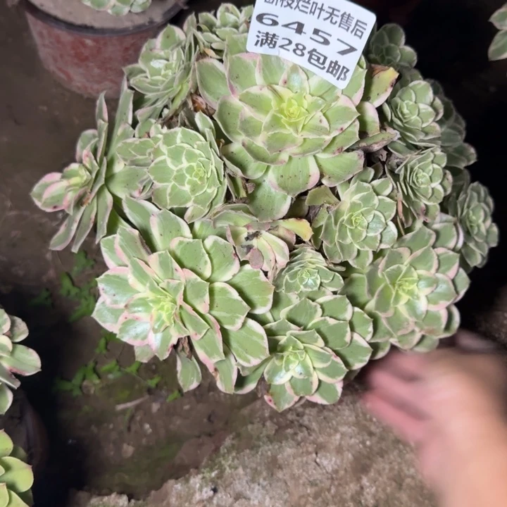 6457二号棚大水蜜桃J