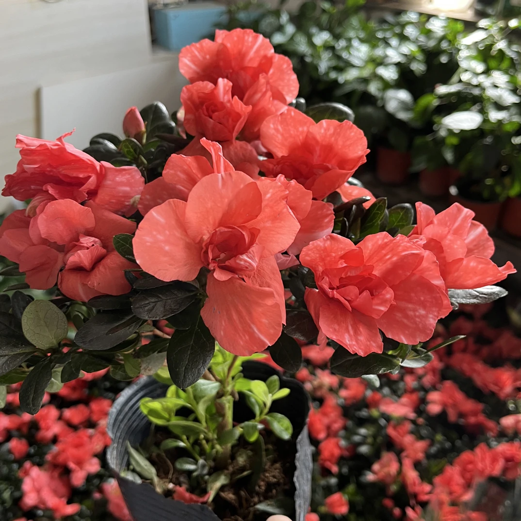 胭脂红杜鹃 别换盆 运输难免掉花掉叶