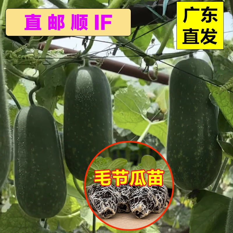 毛节瓜种苗迷你小冬瓜秧苗春秋季种大田四季蔬菜萝卜降温瓜苗菜苗