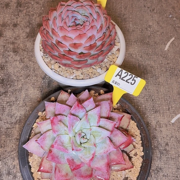 卤*祖母绿两颗A228A225