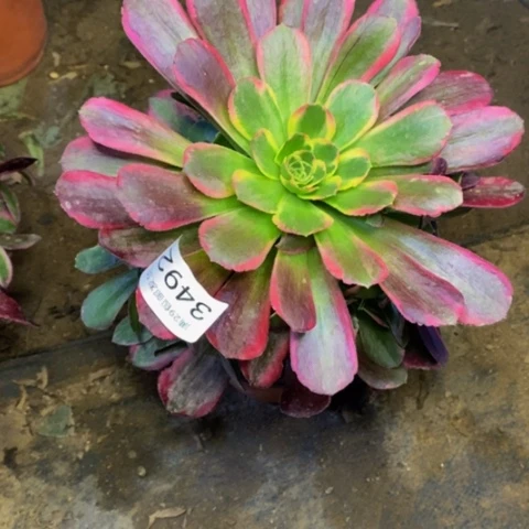 安娜多肉植物量拍