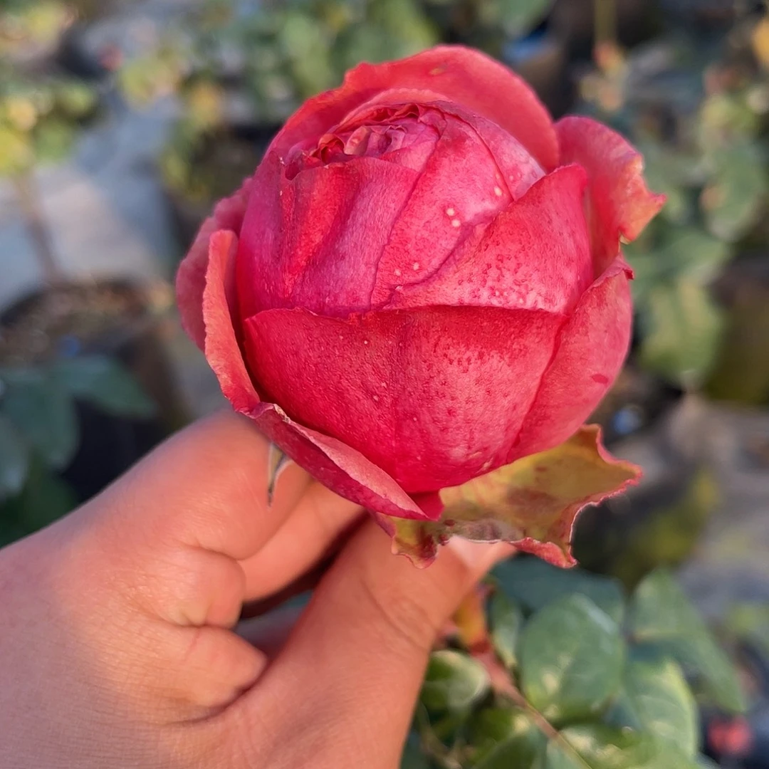 无花朵———桃 月季 福利款