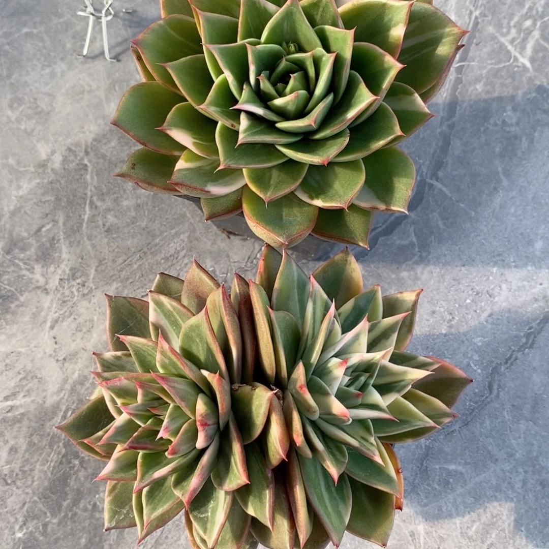 东***北福利友情价东哥收