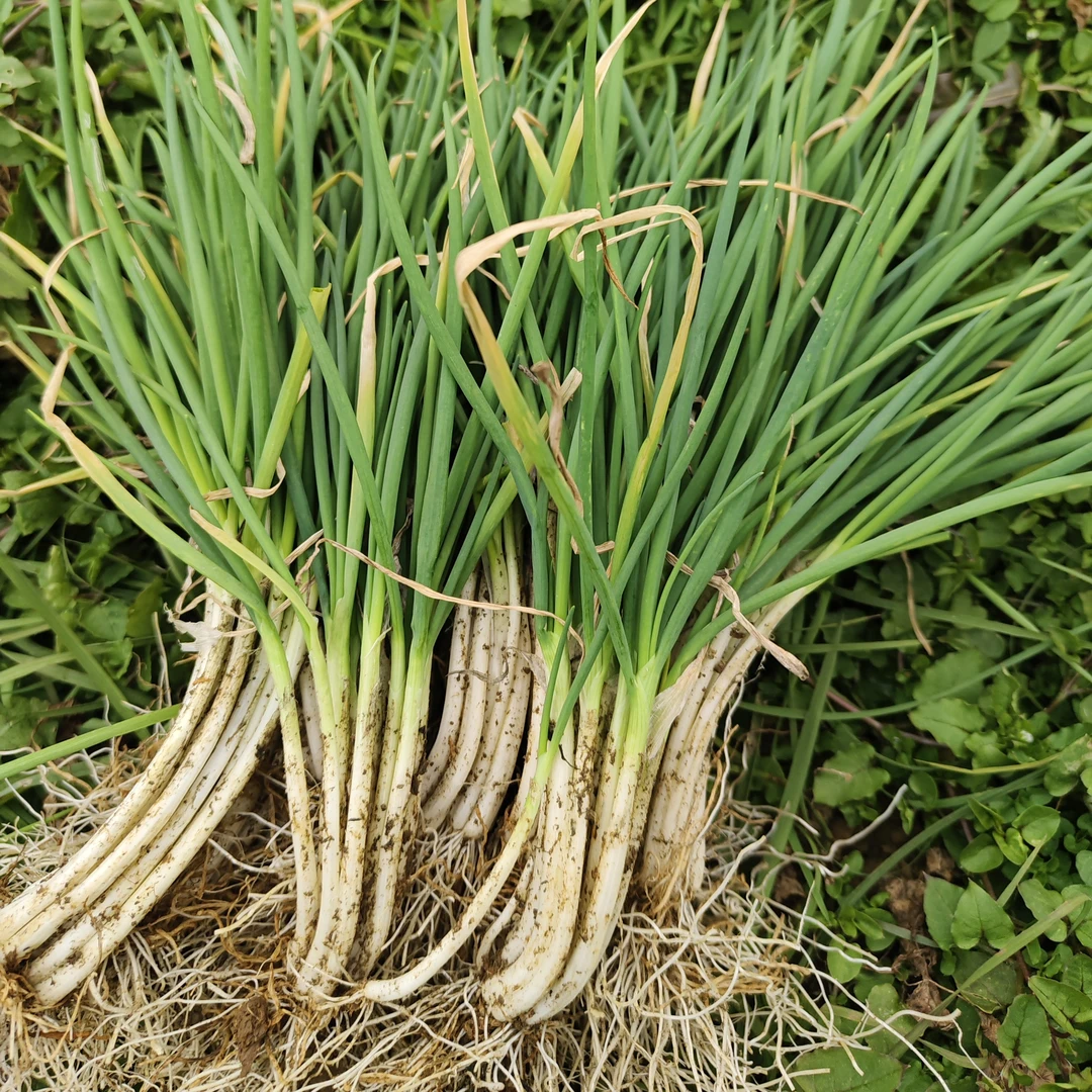 贵州本地农家自种小分葱小香葱